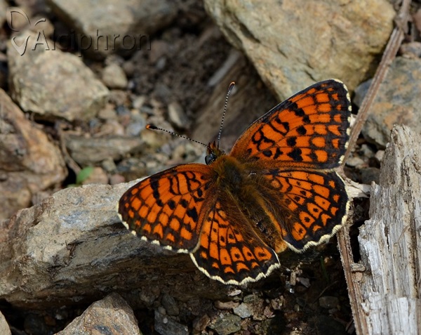 Melitaea arduinna