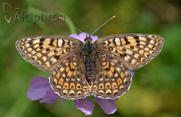 Melitaea arduinna