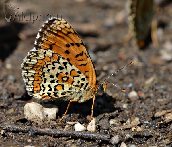 Melitaea arduinna