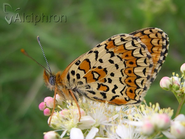 Melitaea arduinna