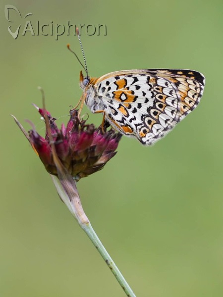 Melitaea arduinna