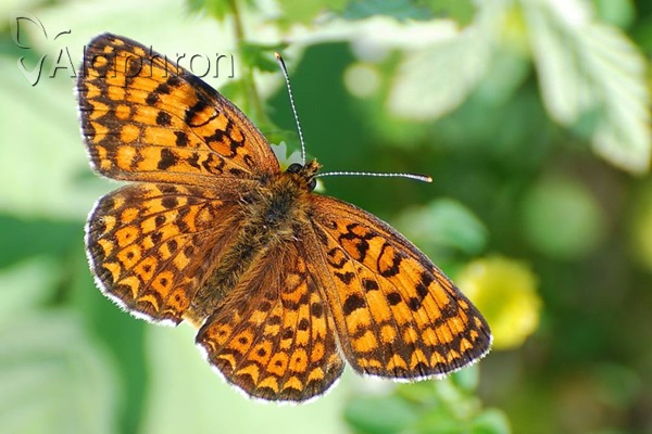 Melitaea arduinna