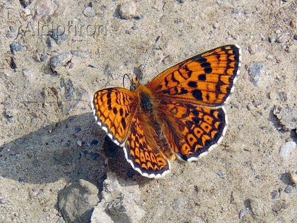 Melitaea arduinna