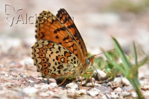 Melitaea arduinna