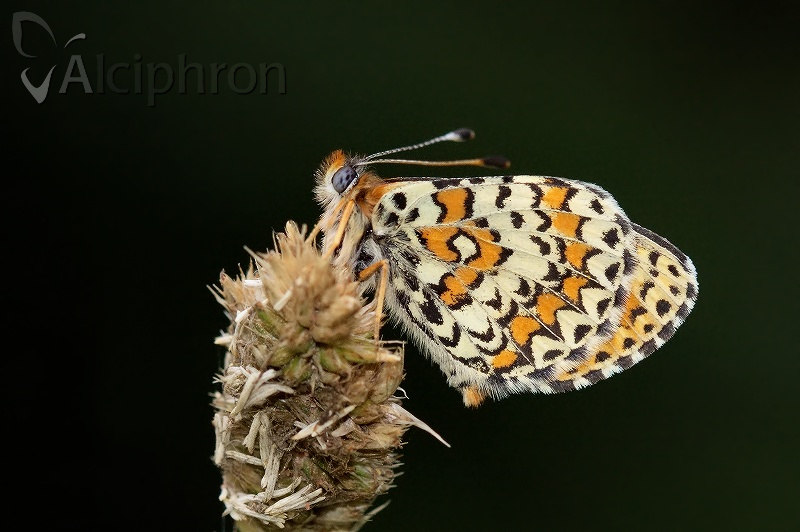 Melitaea trivia