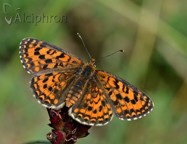 Melitaea trivia