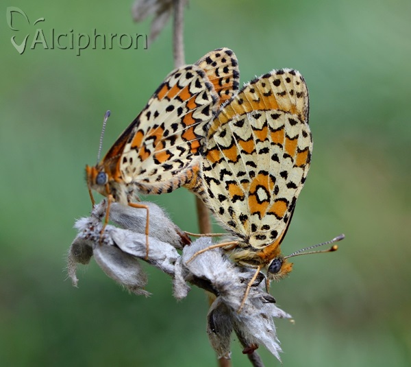 Melitaea trivia