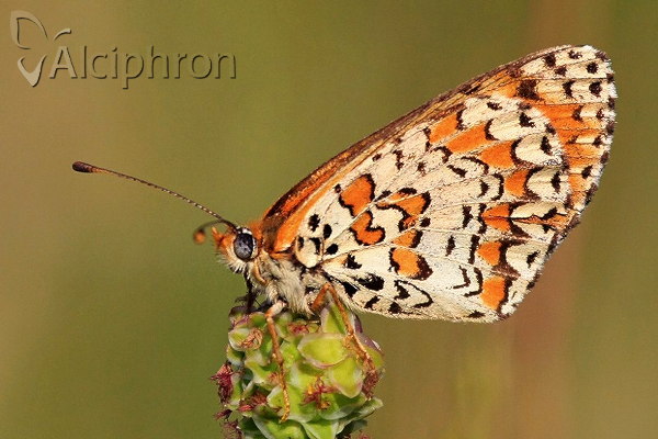 Melitaea trivia