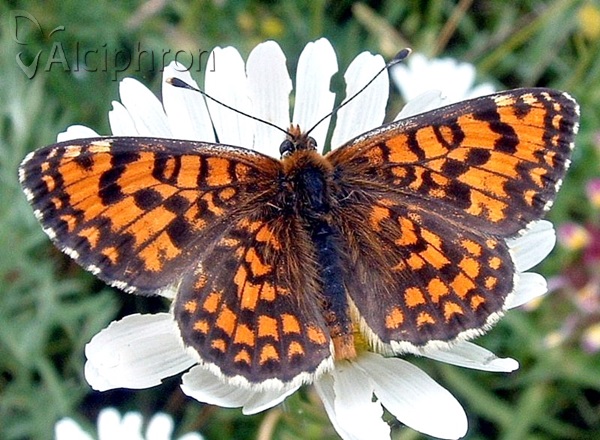 Melitaea trivia