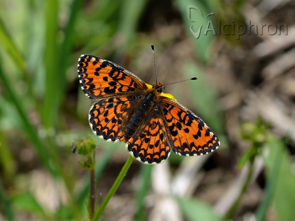 Melitaea trivia