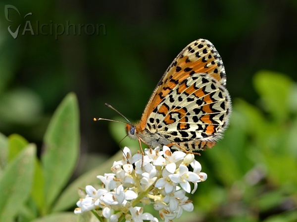 Melitaea trivia