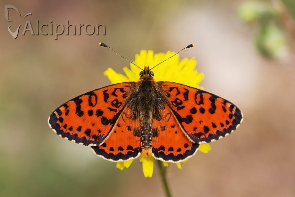 Melitaea didyma