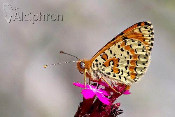 Melitaea didyma