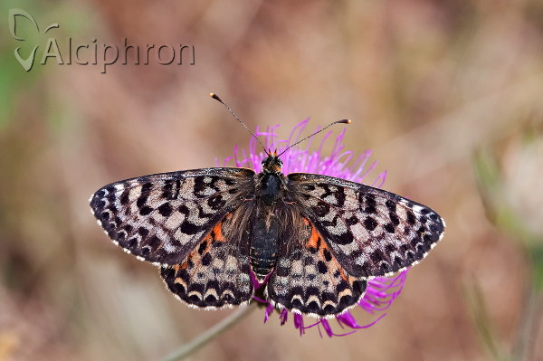 Melitaea didyma