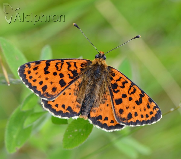 Melitaea didyma