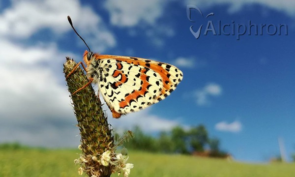 Melitaea didyma
