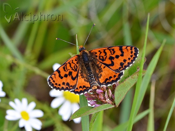 Melitaea didyma