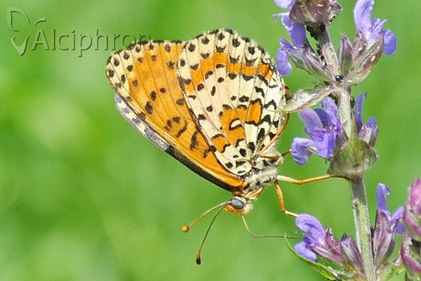 Melitaea didyma