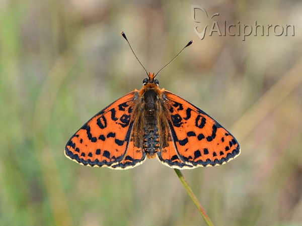 Melitaea didyma
