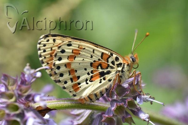 Melitaea didyma