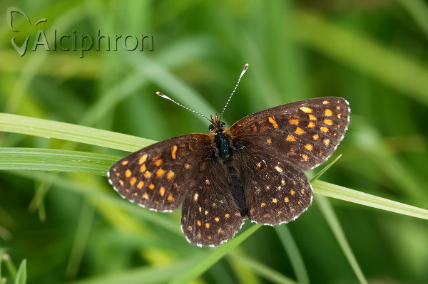Melitaea diamina