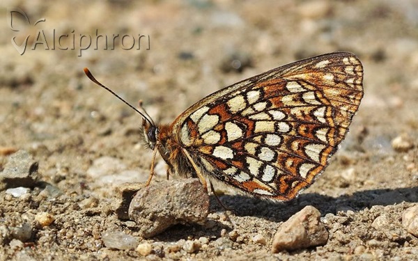 Melitaea diamina