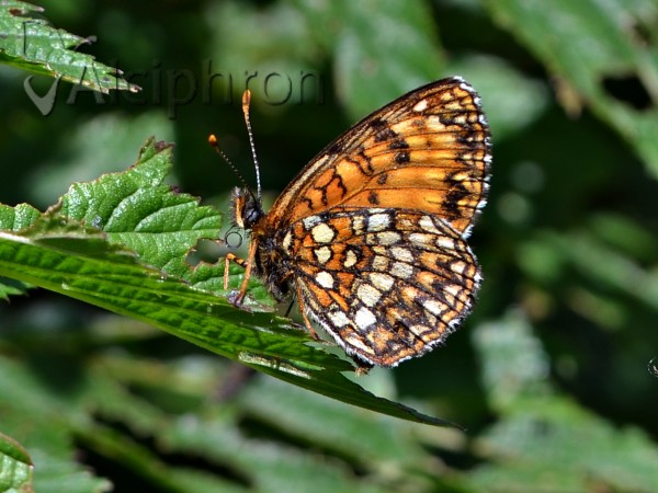 Melitaea diamina