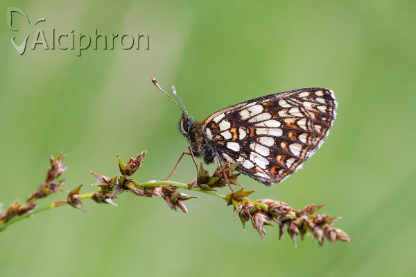 Melitaea diamina