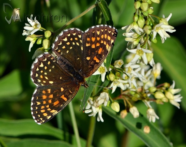 Melitaea diamina