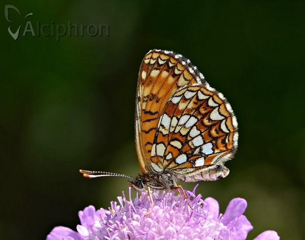 Melitaea diamina