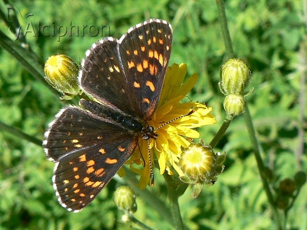 Melitaea diamina