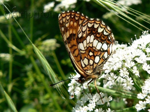 Melitaea diamina