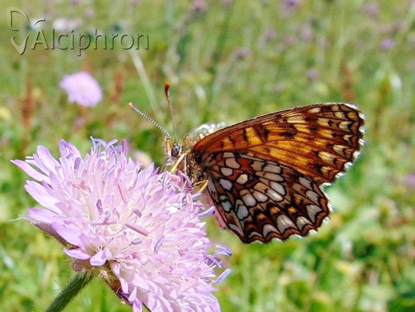 Melitaea diamina