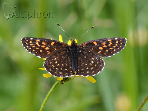 Melitaea diamina