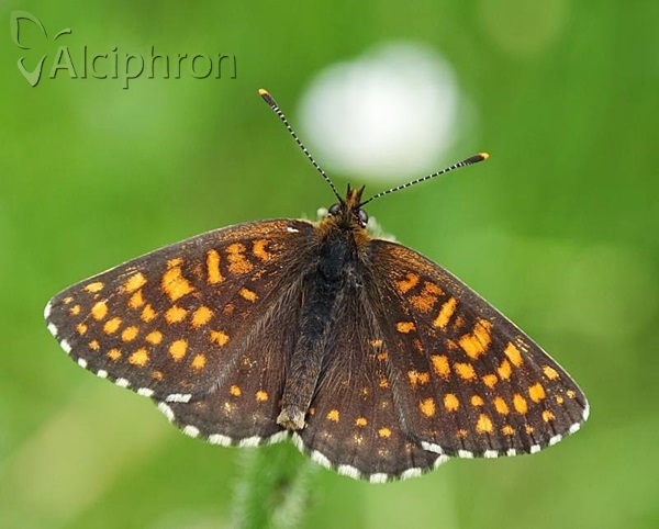 Melitaea diamina