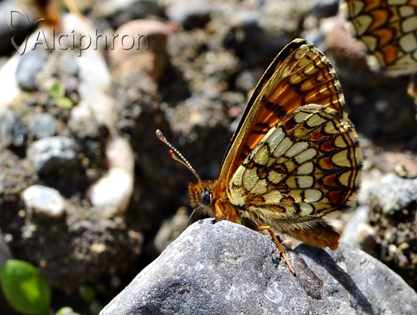 Melitaea aurelia