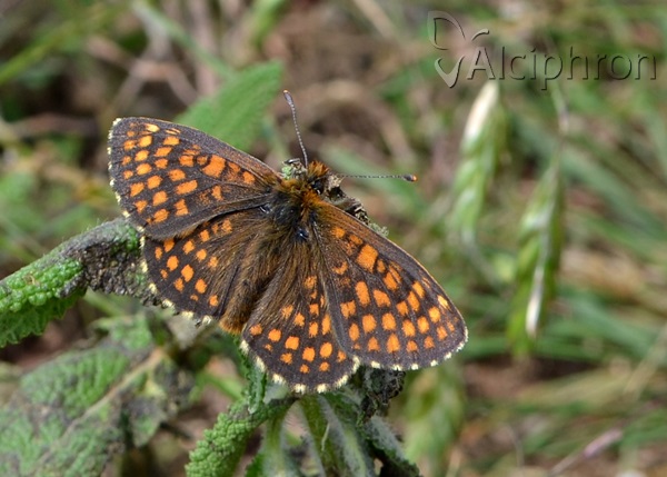 Melitaea aurelia
