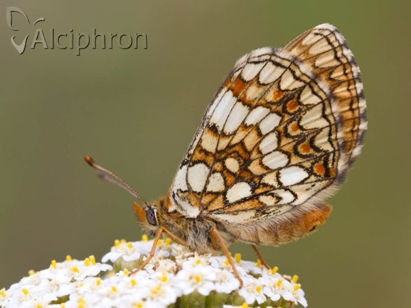 Melitaea aurelia