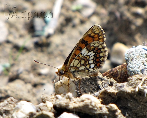 Melitaea aurelia