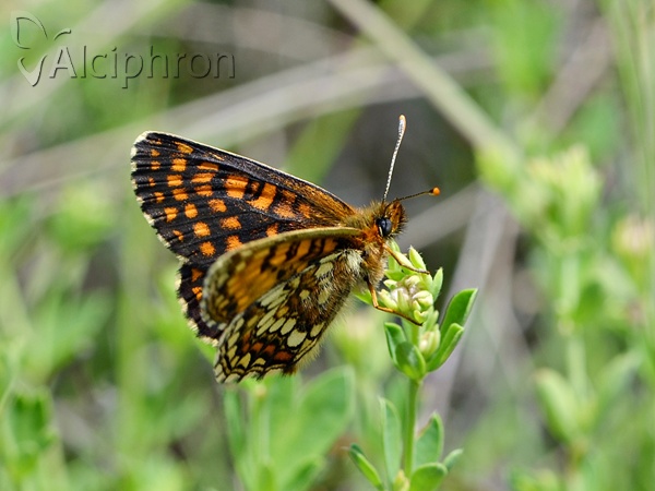 Melitaea aurelia