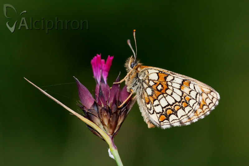 Melitaea athalia