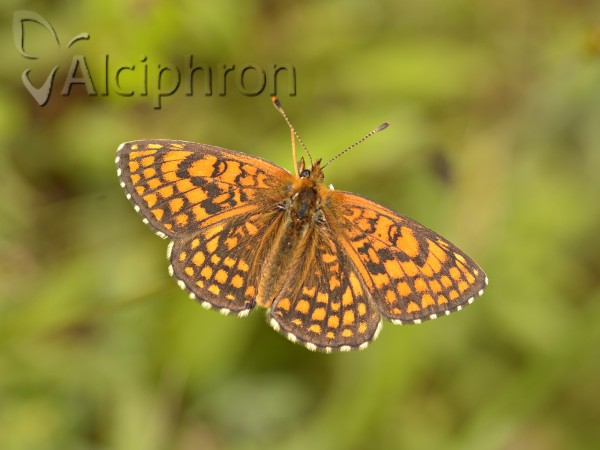 Melitaea athalia