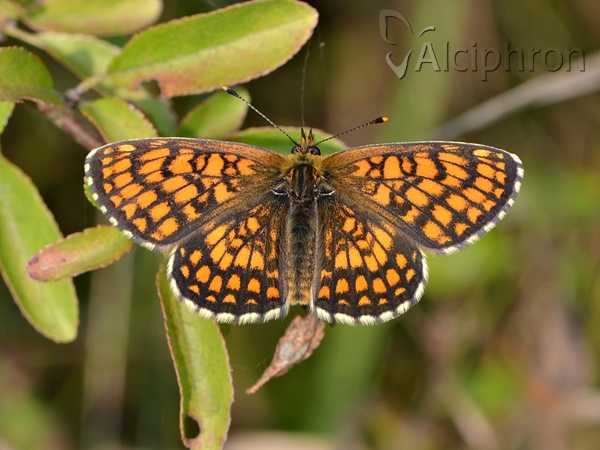 Melitaea athalia
