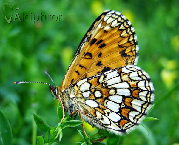 Melitaea athalia