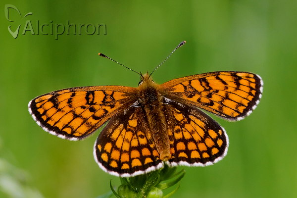 Melitaea athalia