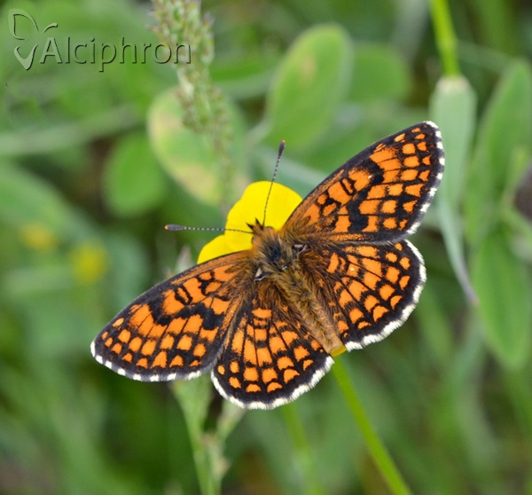 Melitaea athalia
