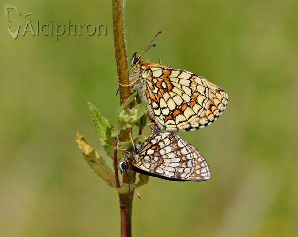 Melitaea athalia