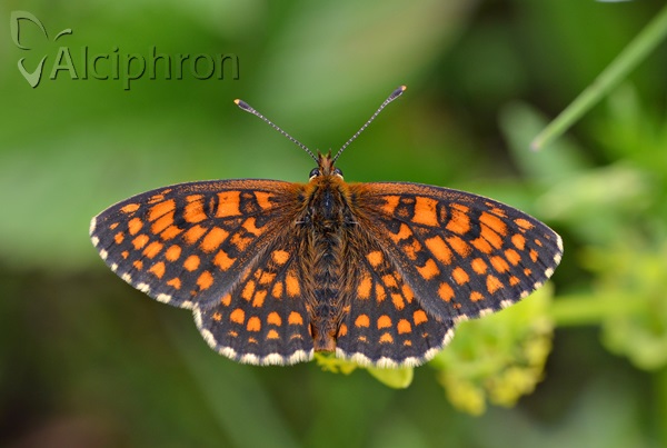 Melitaea athalia