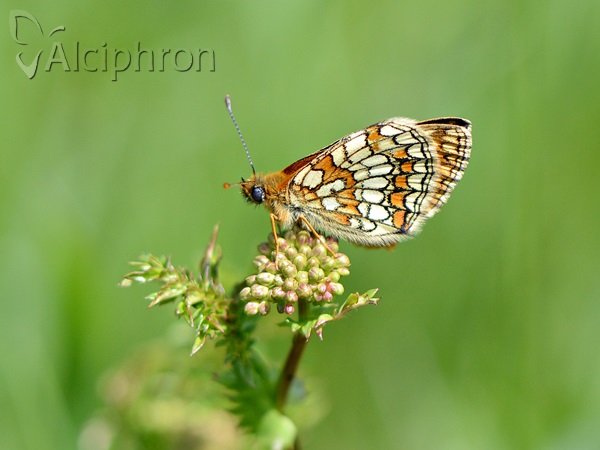 Melitaea athalia