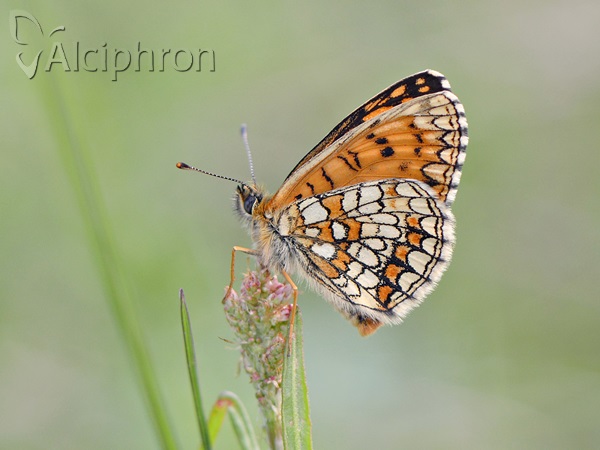 Melitaea athalia